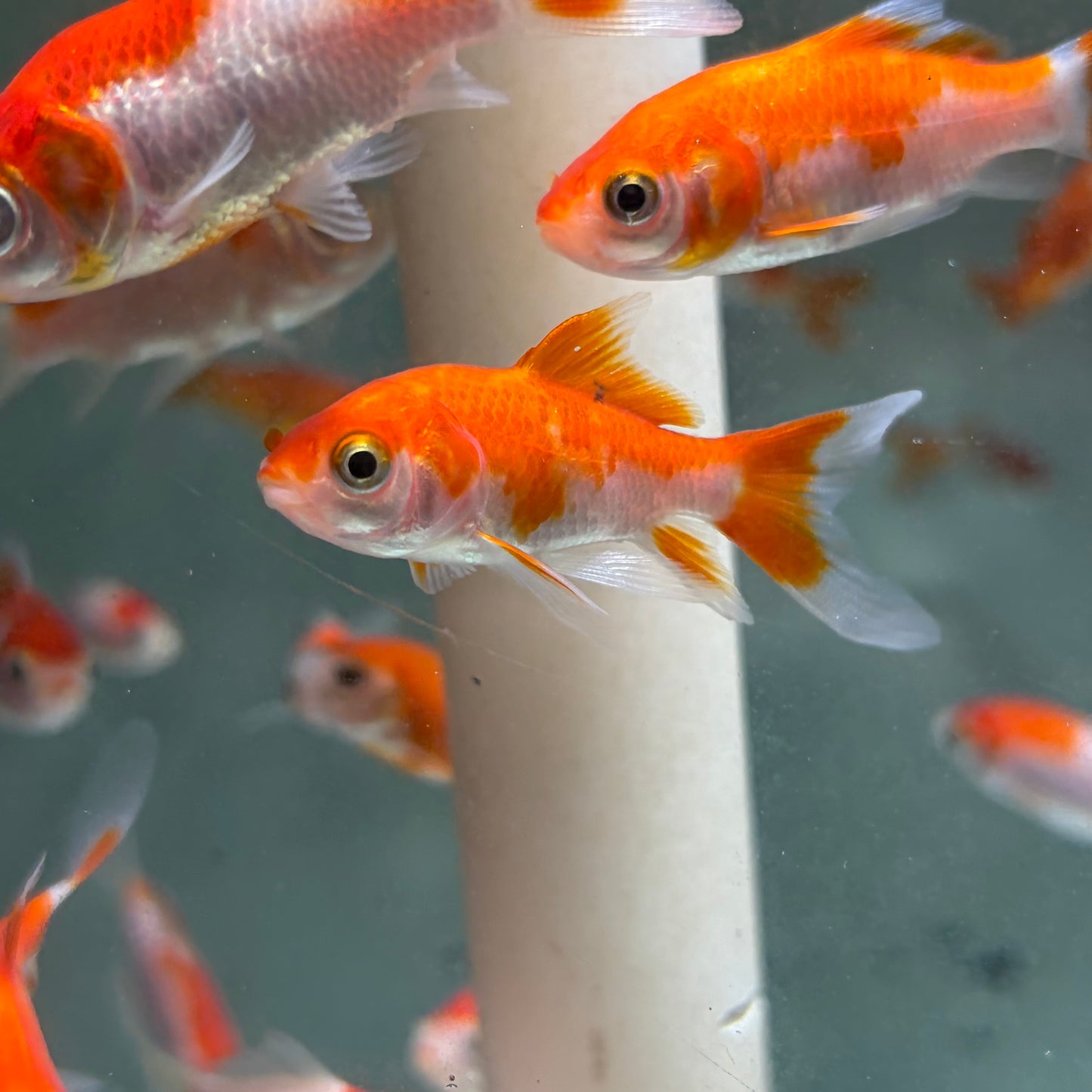 Red and White Comet Goldfish 5cm