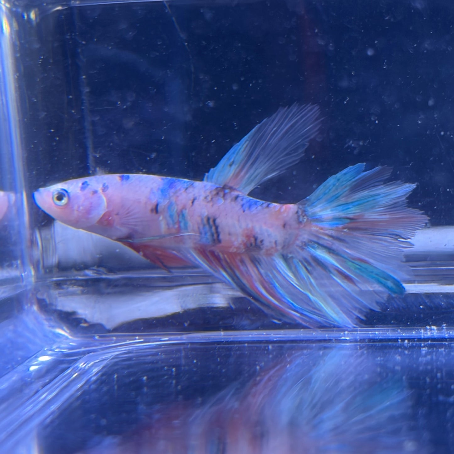Giant Halfmoon Multicolour/Koi Male Betta 5-6cm (C)