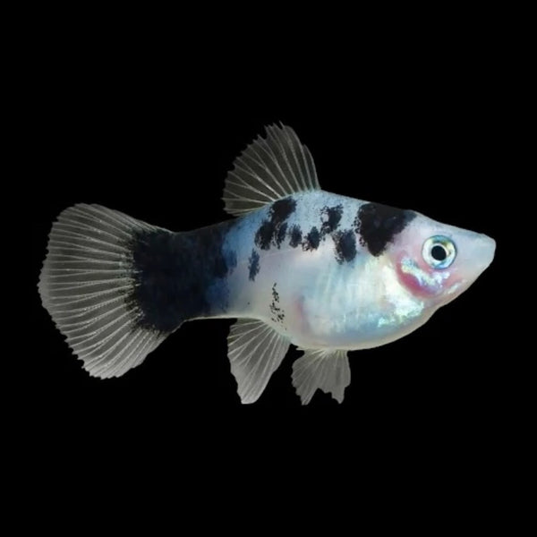 Panda Platy 3cm