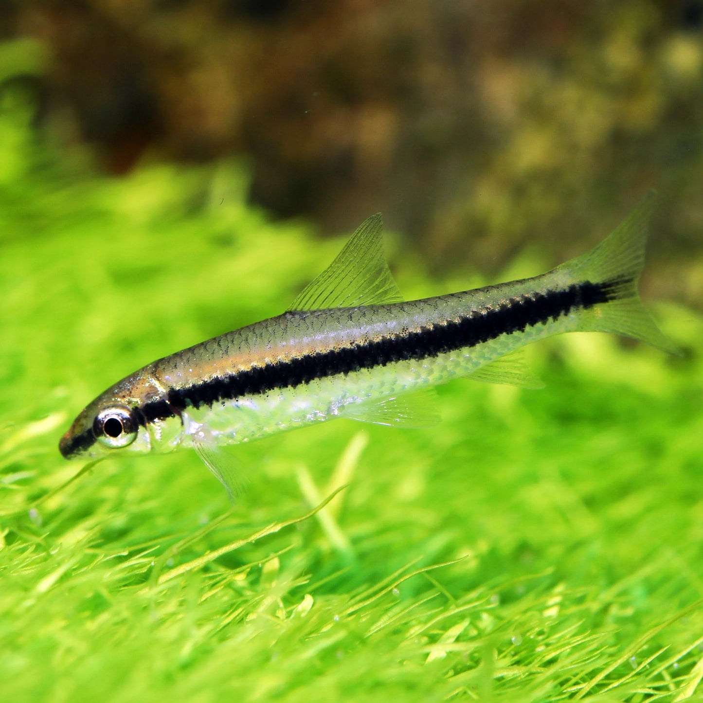 Siamese Algae Eater (SAE)	CROSSOCHEILUS SIAMENSIS 3cm