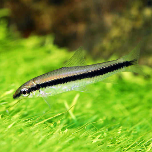 Siamese Algae Eater (SAE)	CROSSOCHEILUS SIAMENSIS 3cm (Group of 5)