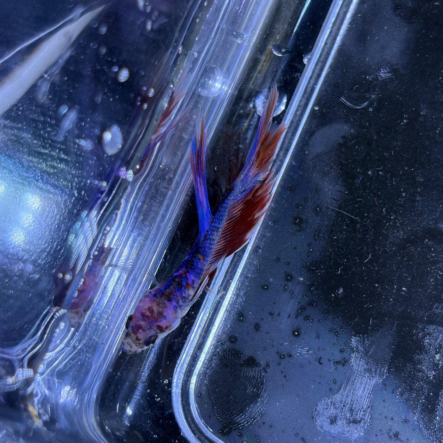 Halfmoon Multicolour/Koi Male Betta 3.5cm (E)
