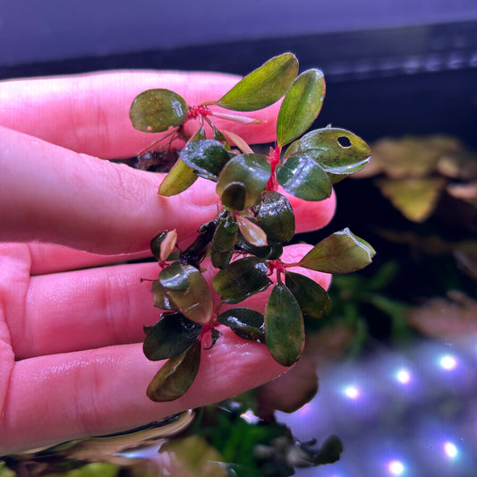 Bucephalandra Kir Royale - Aquarium Fish Tank Aquatic Plant