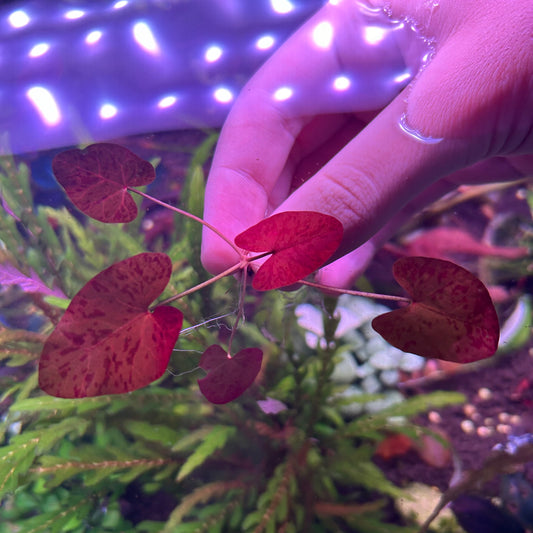 Red Tiger Lotus ‘Nymphaea zenkeri’ Small - Aquarium Fish Tank Aquatic Plant