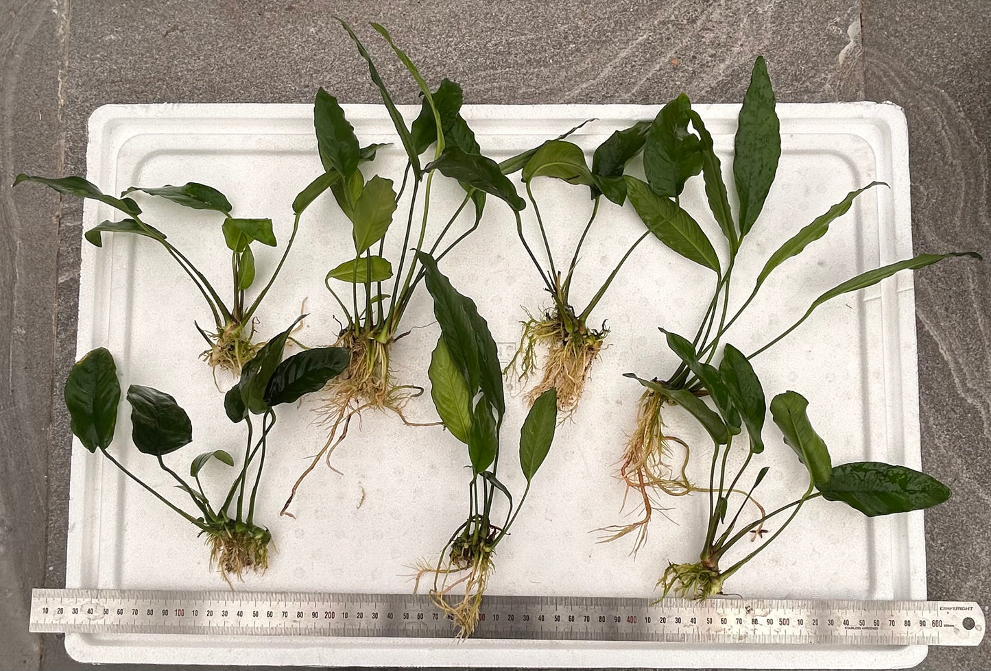 Anubias Packs Small - Large