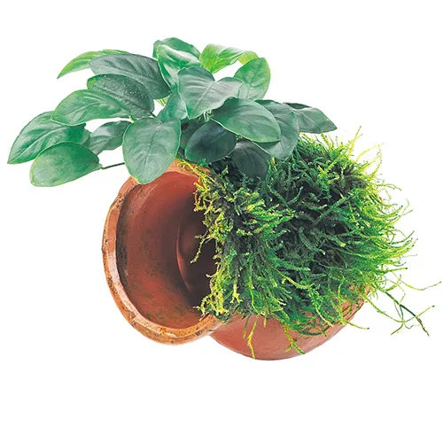 Terracotta Urn (Large) with Anubias Paco & Fontinalis antipyretica Willow Moss