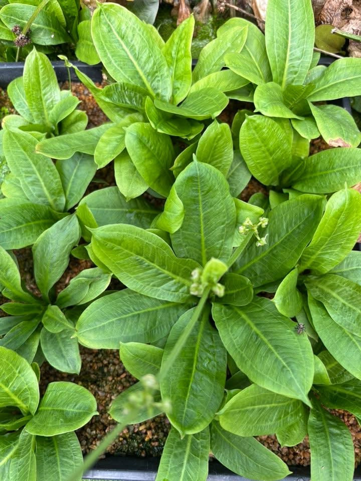 Echinodorus parviflorus tropica