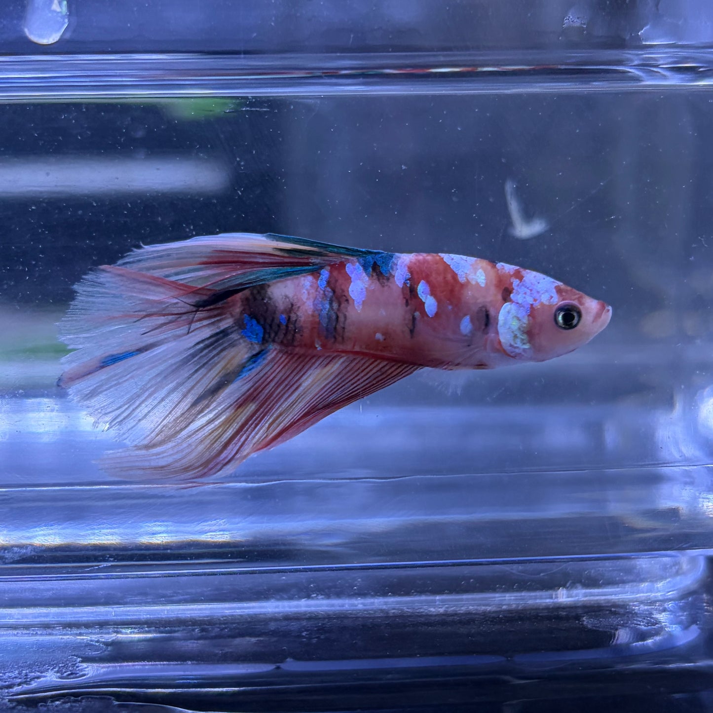 Halfmoon Multicolour/Koi Male Betta 3.5cm (J)