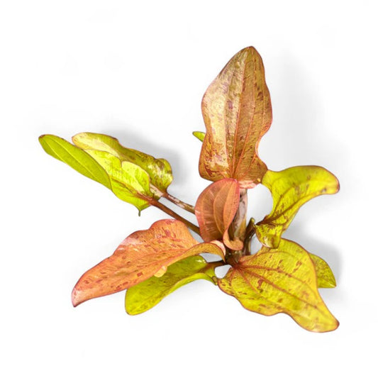Echinodorus reni