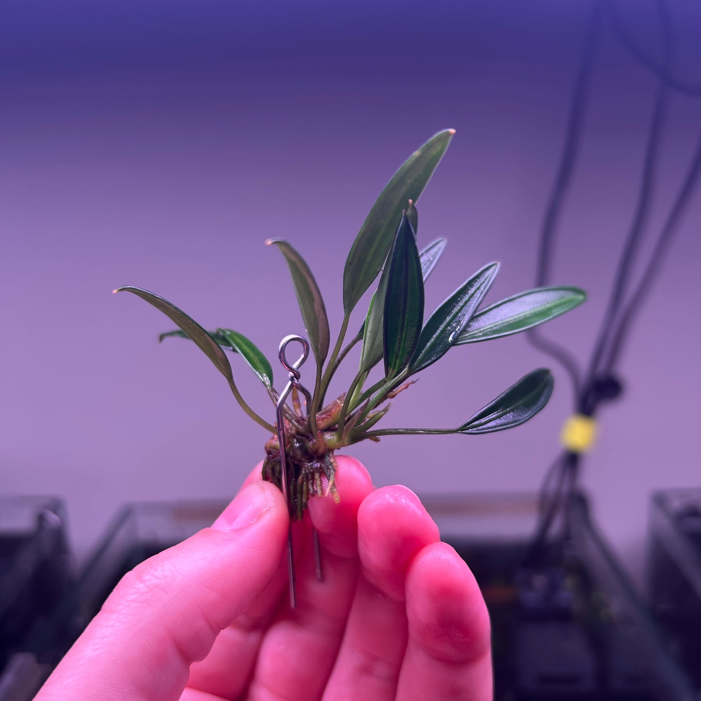 Aridarum Caulescens “Sabertooth" - RARE