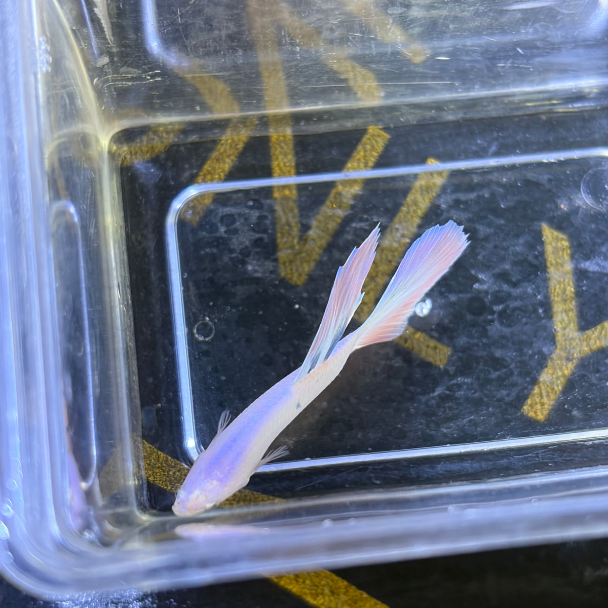 King Rose Tail Betta Male (C)