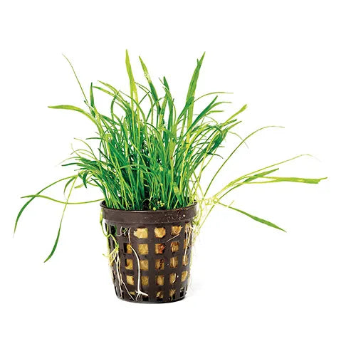 Lilaeopsis brasiliensis