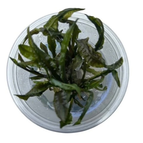 Cryptocoryne Crispatula Balansae
Tissue Culture