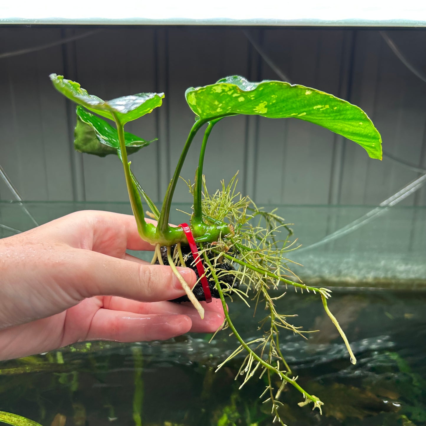 Anubias King Var ★