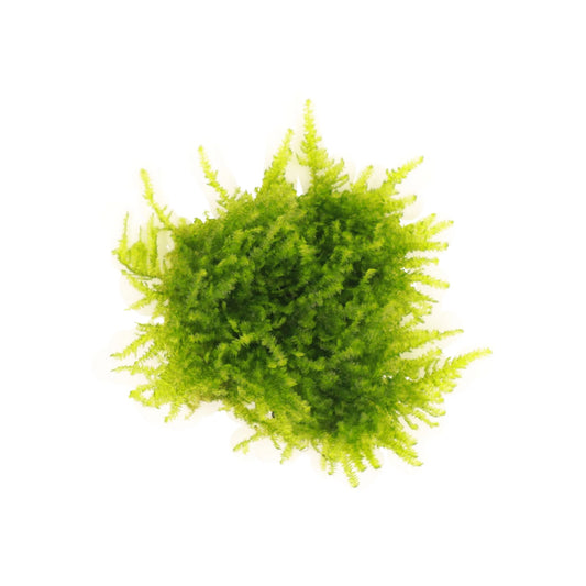 Mini Christmas Moss - AquaLabs