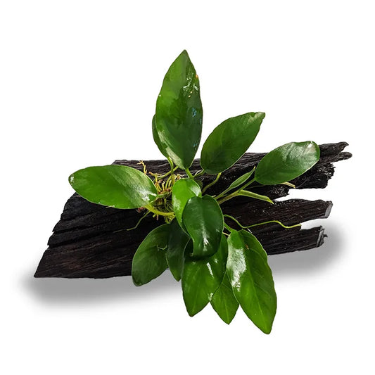 Anubias Emerald Heart - Mini Driftwood