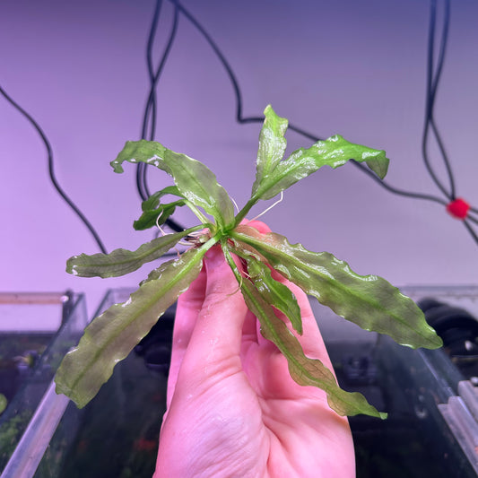 Echinodorus Major / Martii ★