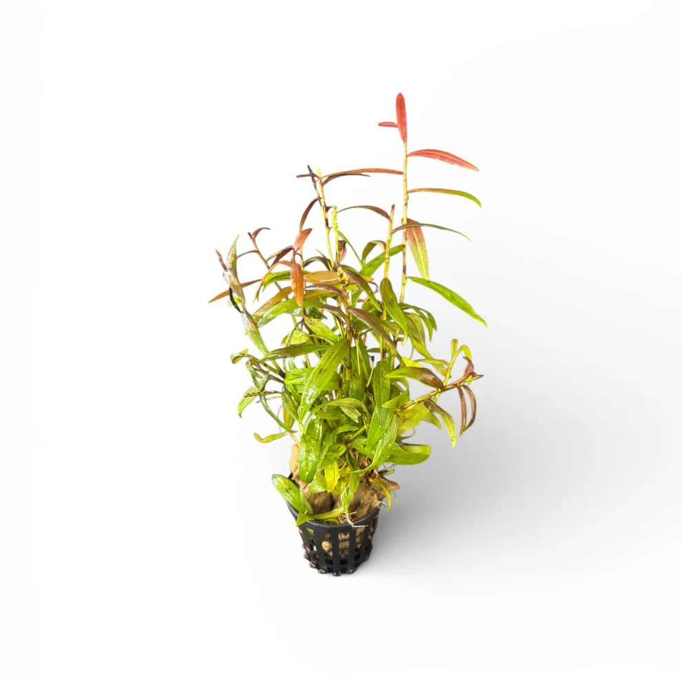 Persicaria maculosa Sao Paulo