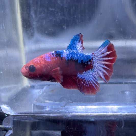 Red Hellboy Male Betta 3.5cm (E)