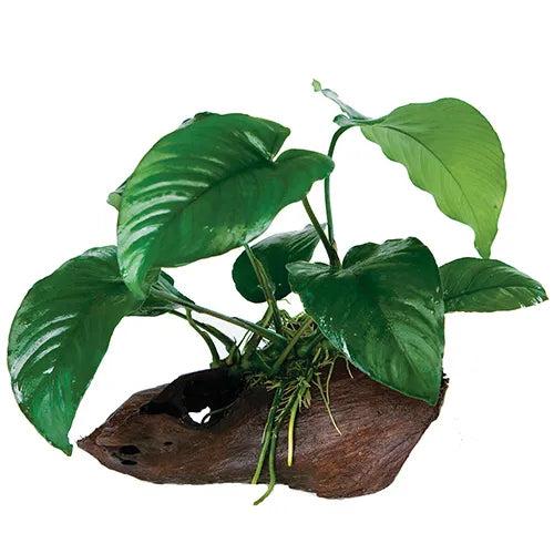 Anubias Barteri - Large Driftwood