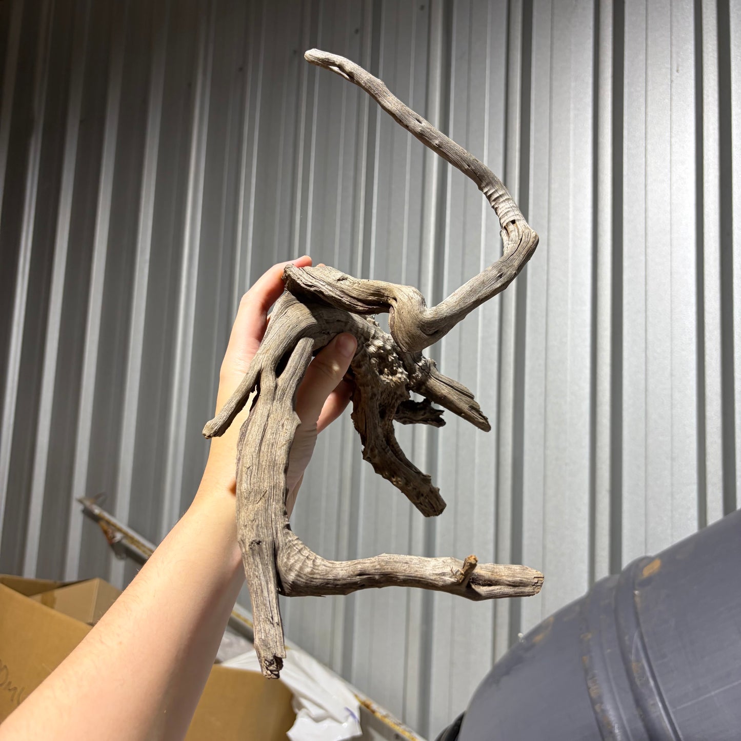 Bulk Buy Vine Driftwood Special! FREE SHIPPING