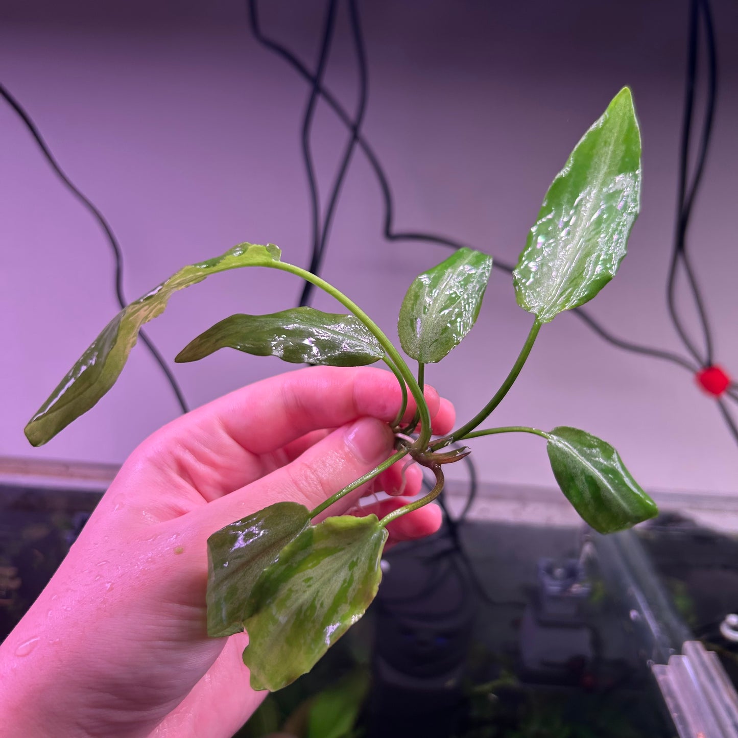 Lagenandra Silver Powder ★