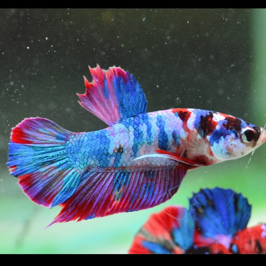 Red Koi Galaxy Halfmoon Plakat Male Betta 4cm