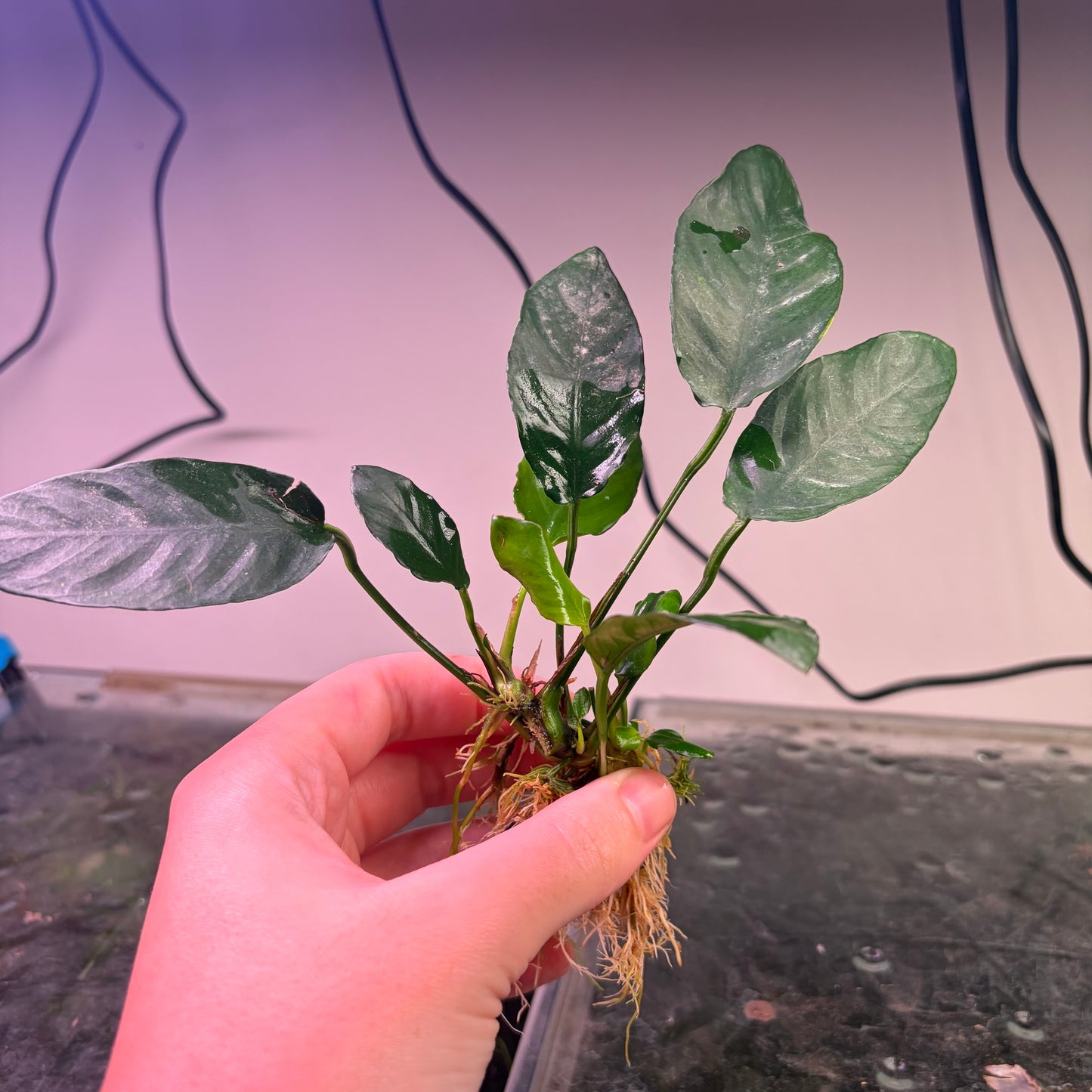 5x Medium Anubias Pack
