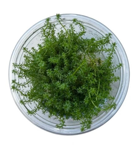 Myriophyllum guyana Tissue Culture