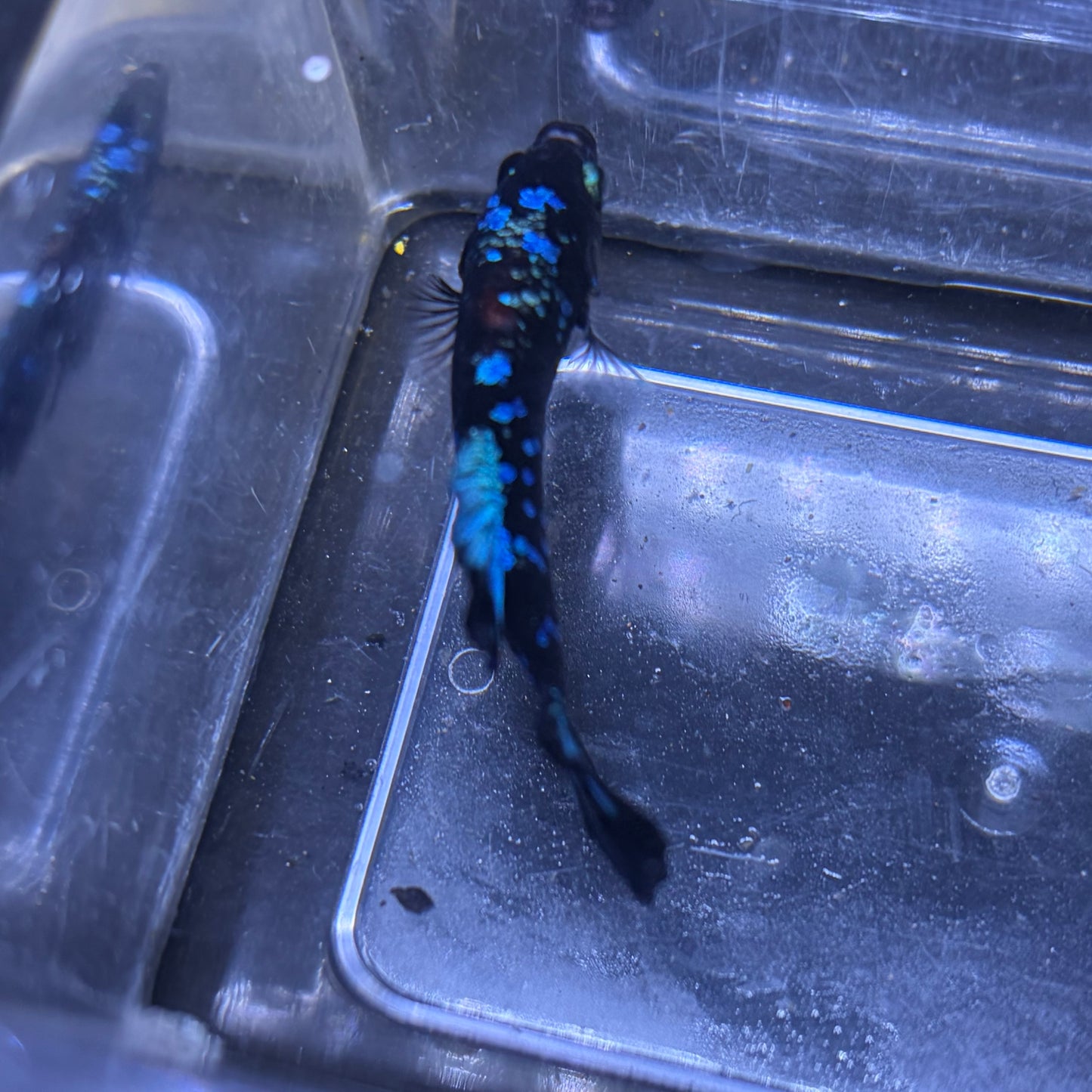 Blue Avatar Male Betta 3.5cm (A)
