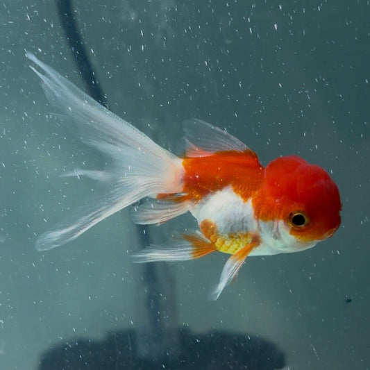 Red & White Oranda Goldfish Long Tail 6cm