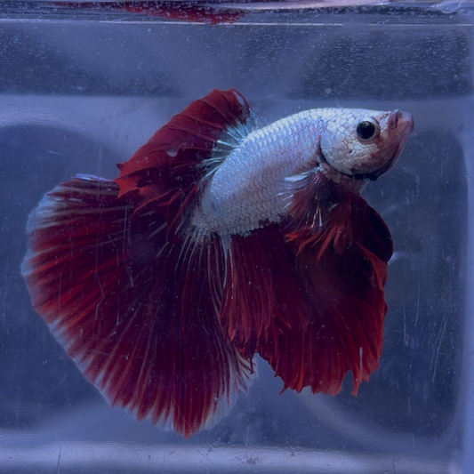 Super Delta Tail Male Betta 3.5cm (B)