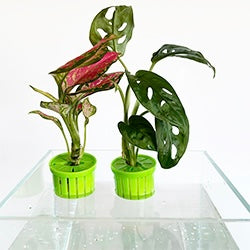 Aquarium Plant Toppers - Above Aquarium or Terrarium