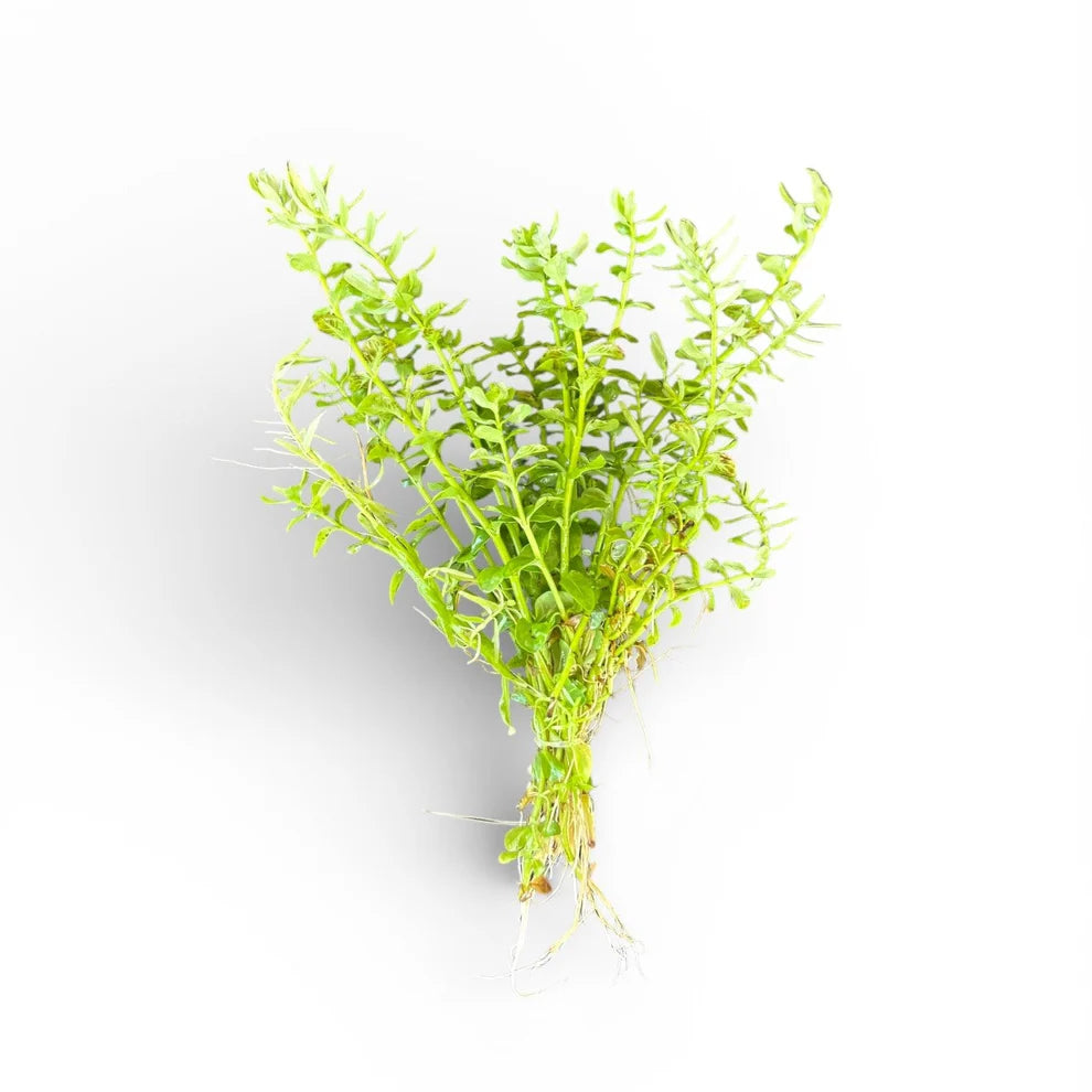 Rotala green