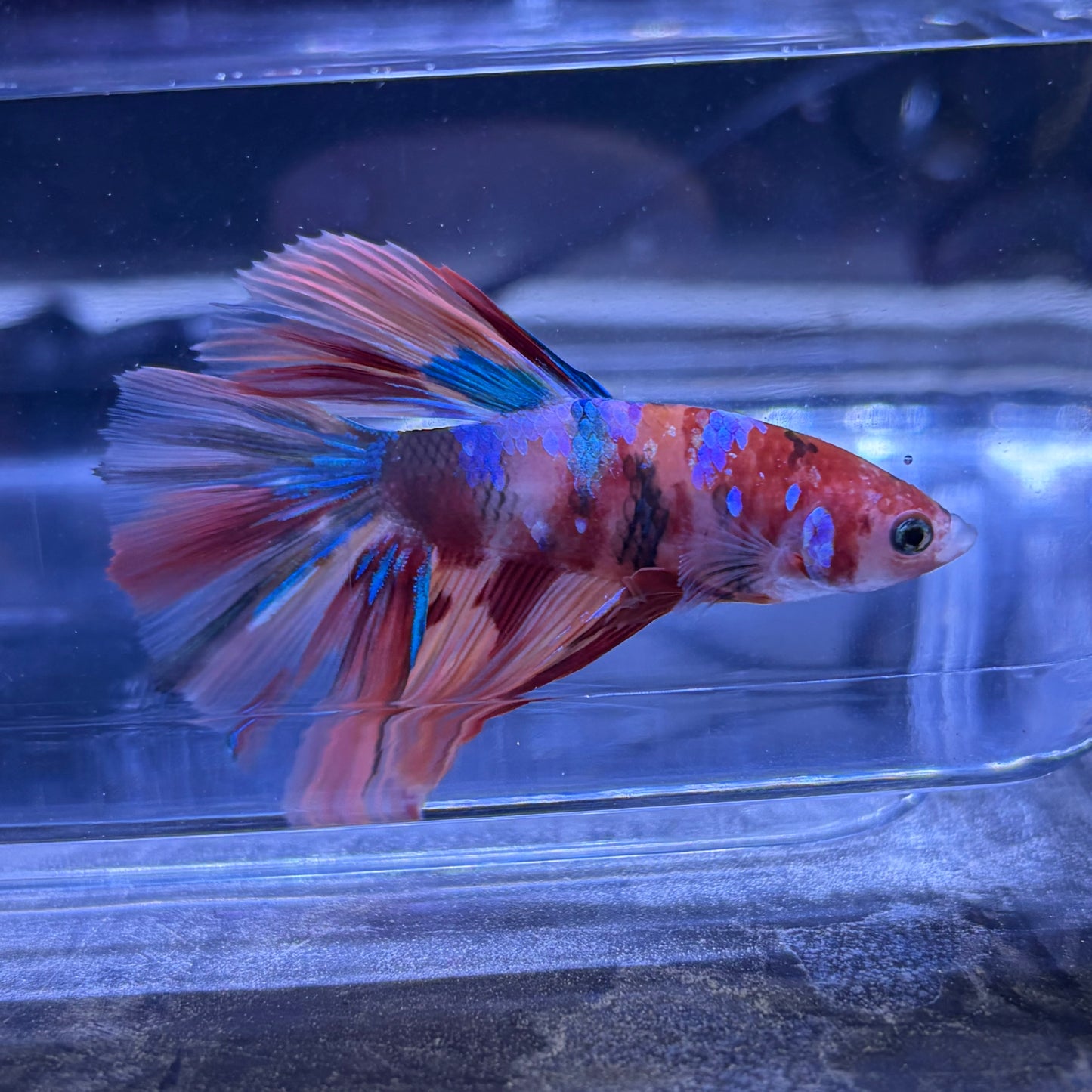 Halfmoon Multicolour/Koi Male Betta 3.5cm (D)