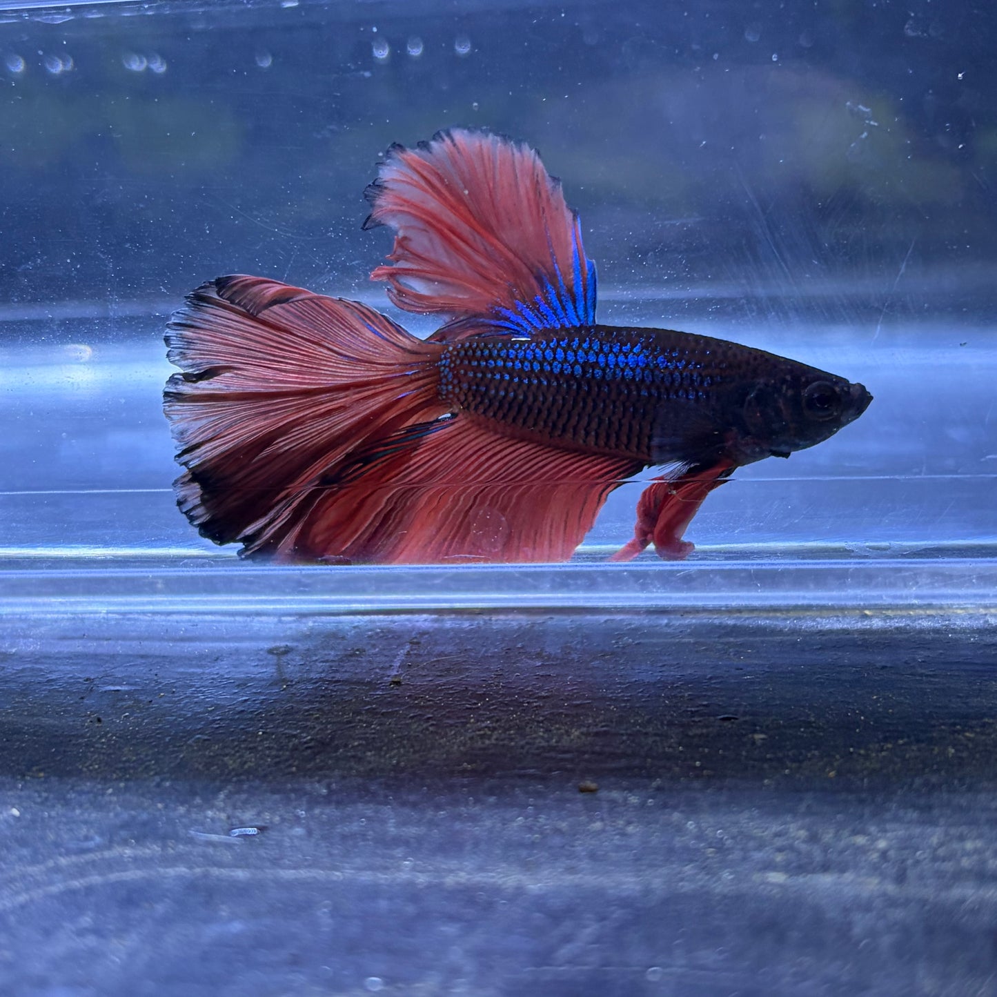 Super Delta Tail Male Betta 3.5cm (H)