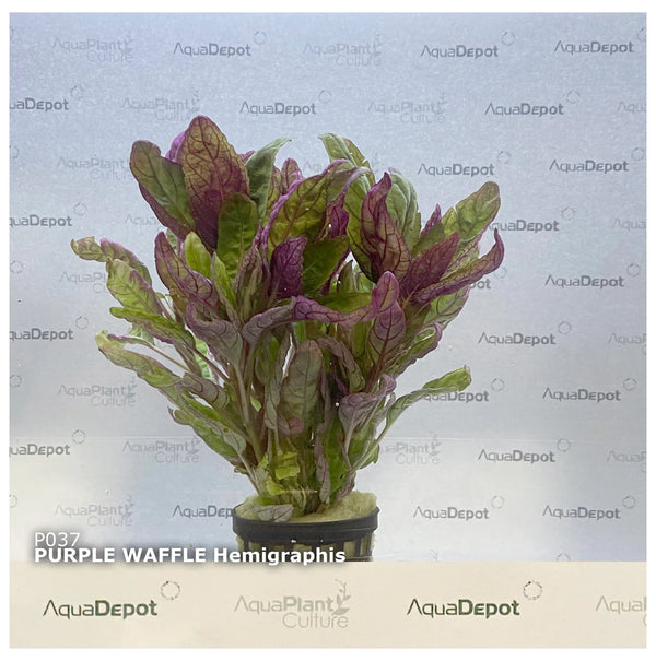 purple waffle plant terrarium Purple Waffle Hemigraphis exotica Terrarium Plant – Chloe's Aquatic Centre