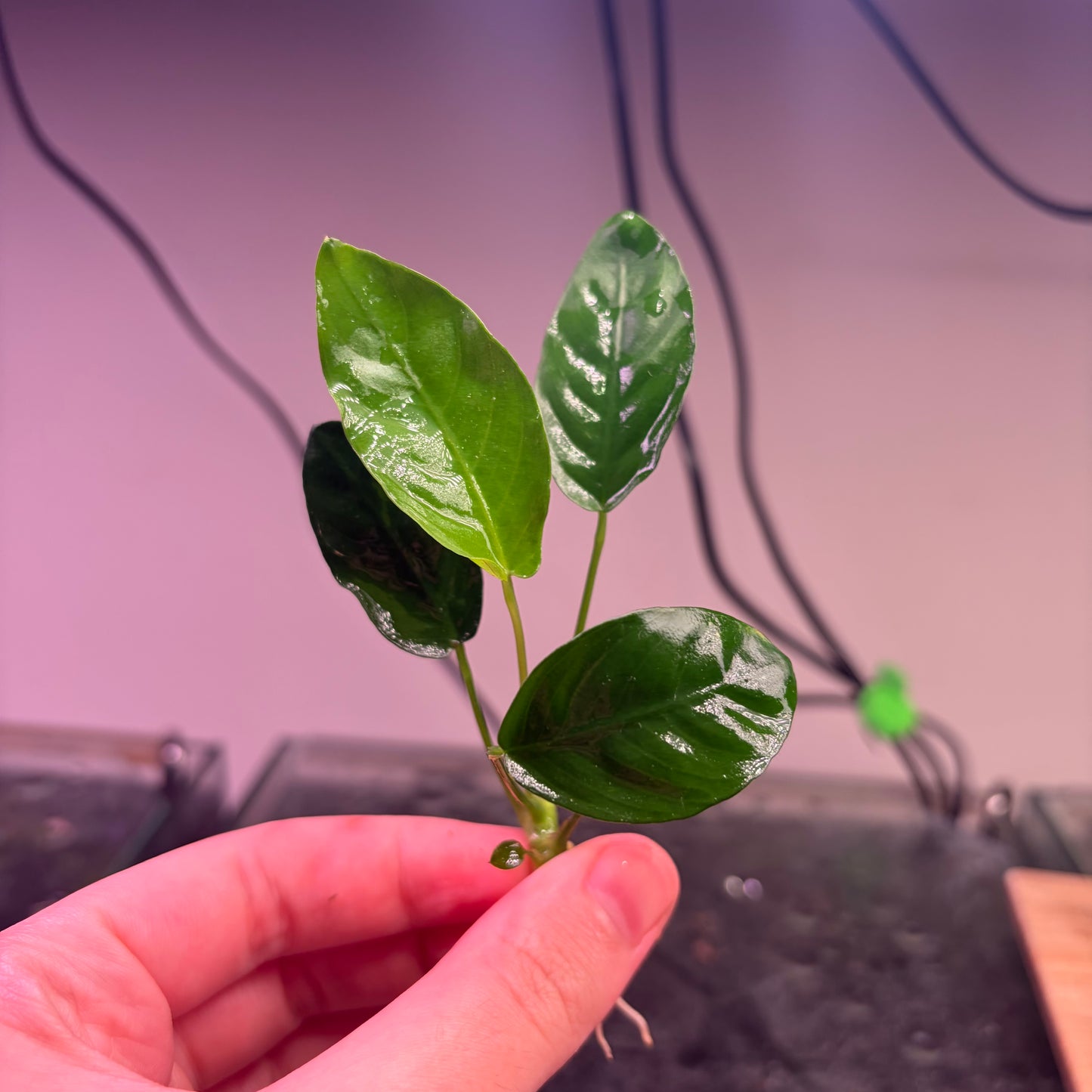 10x Small Anubias Pack Of 10
