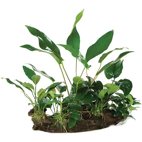 Rainforest Garden