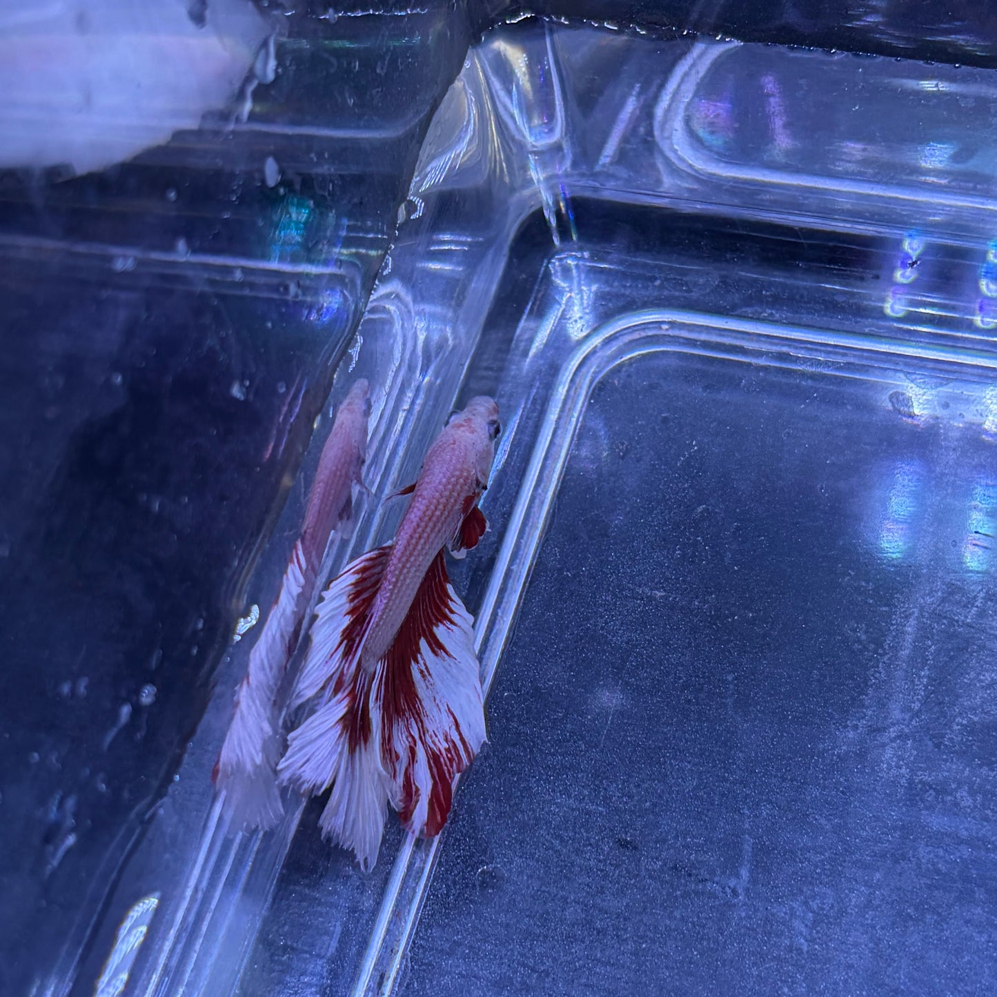 Super Delta Tail Male Betta 3.5cm (F)