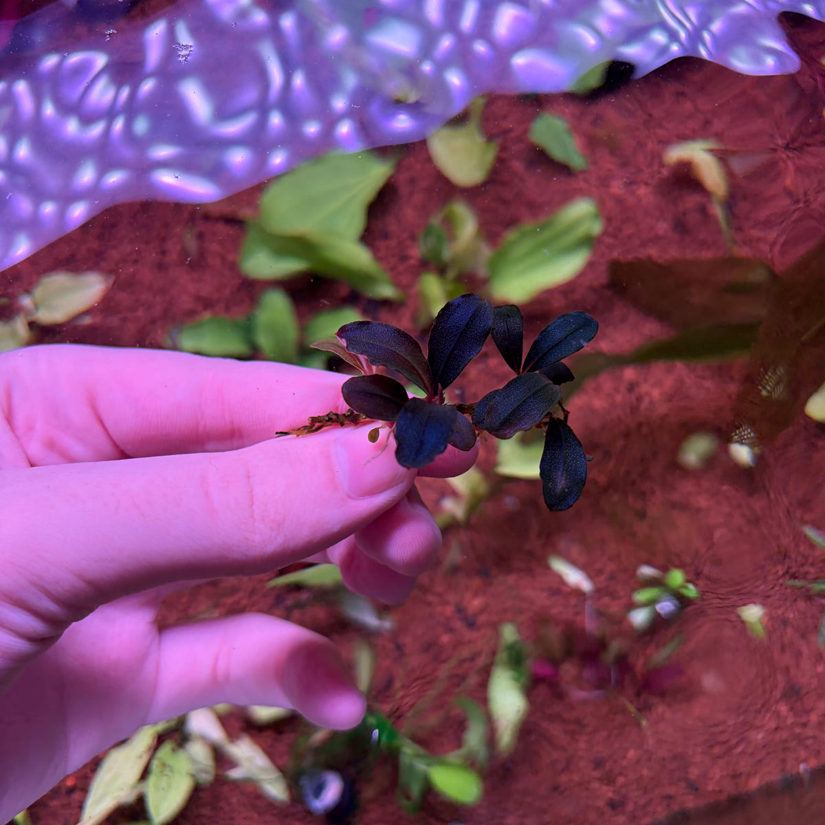 Bucephalandra Neo