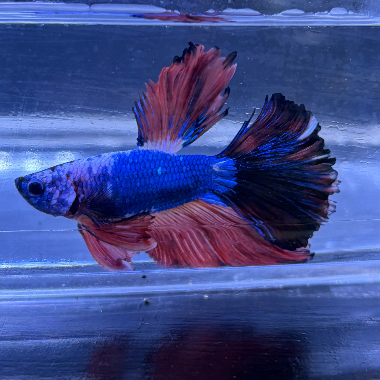 Super Delta Tail Male Betta 3.5cm (E)