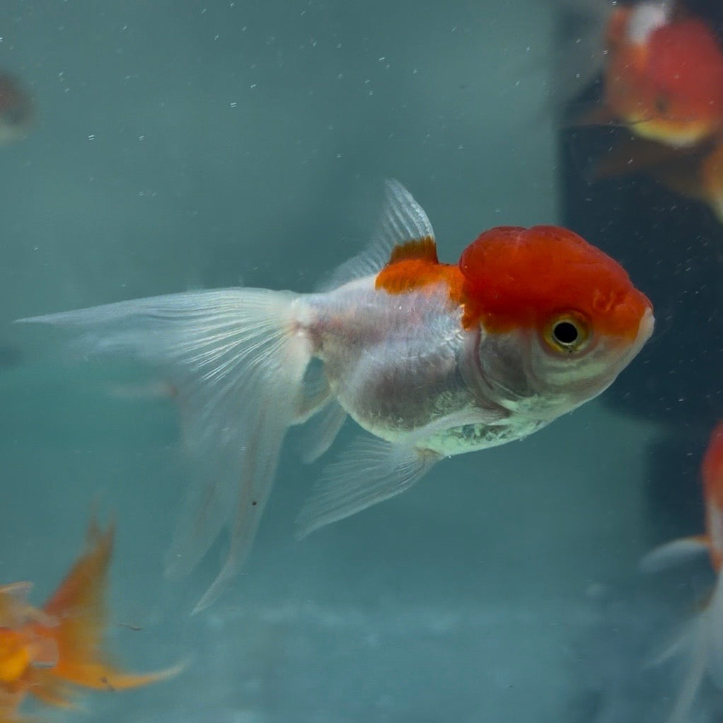 Red & White Oranda Goldfish Long Tail 6cm