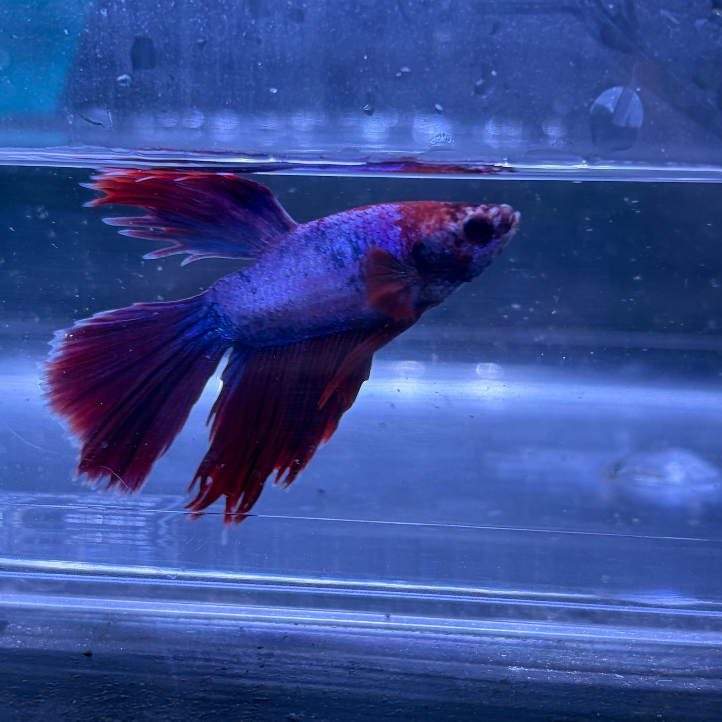 Super Delta Tail Male Betta 3.5cm (J)