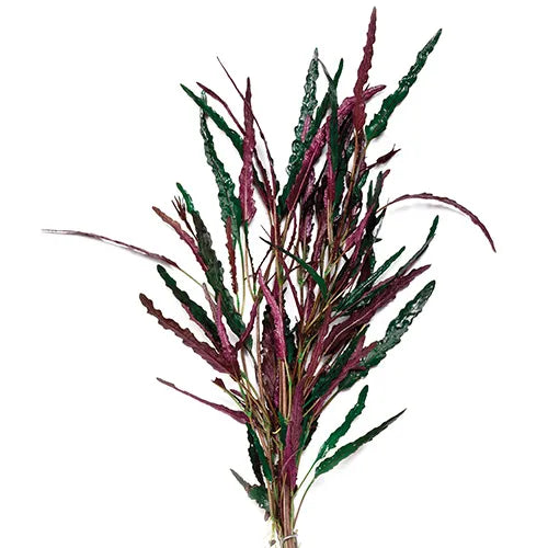 Dragons Flame Hemigraphis repanda (Terrarium Plant Only)