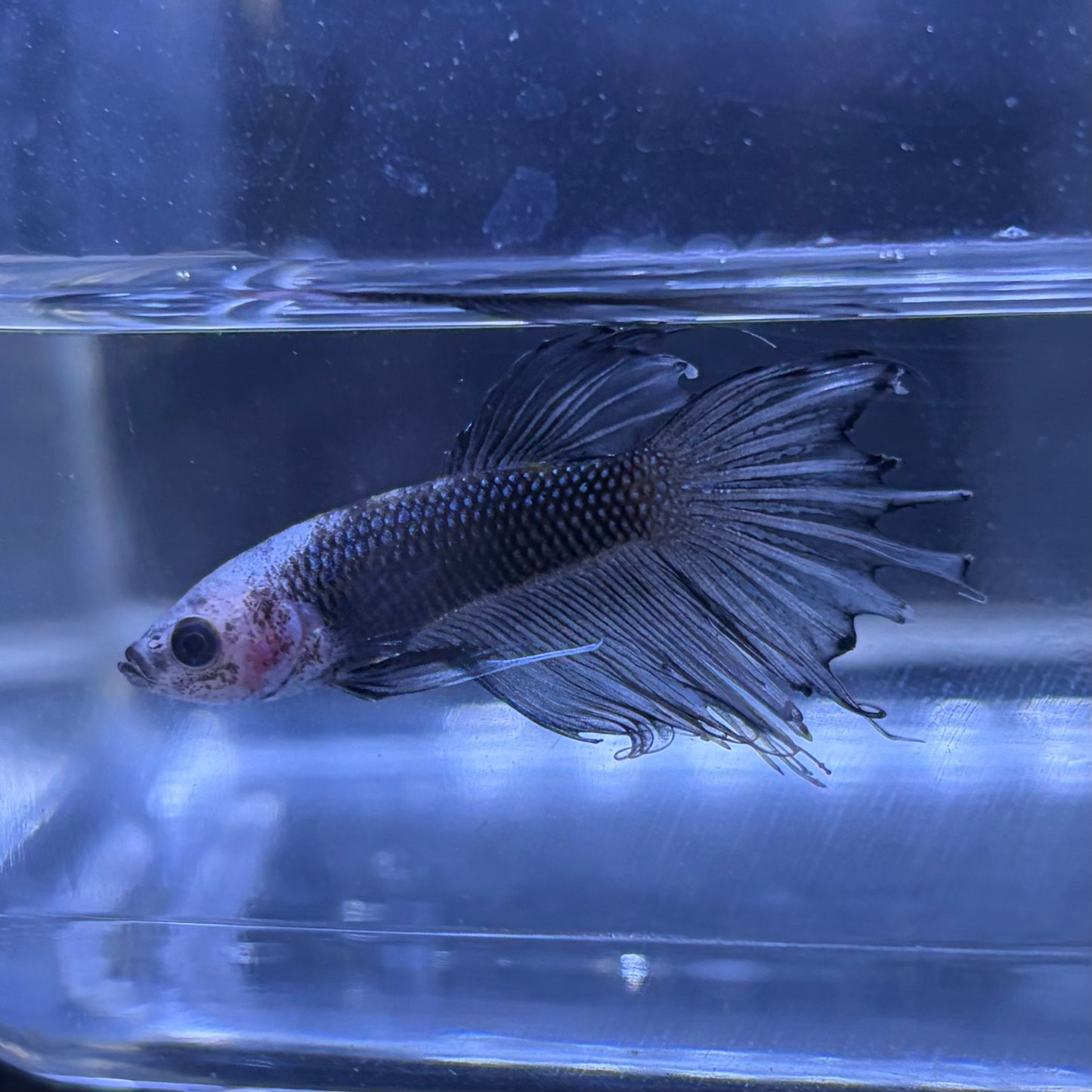 Crowntail Male Betta 3cm (A)