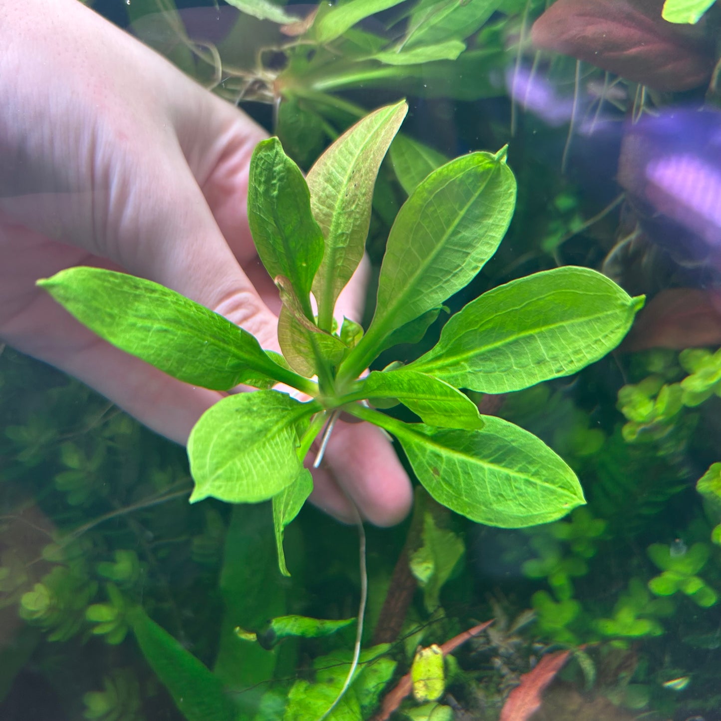 Echinodorus Parviflorus Tropica