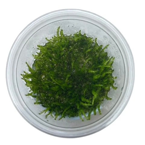 Weeping Moss Tissue Culture