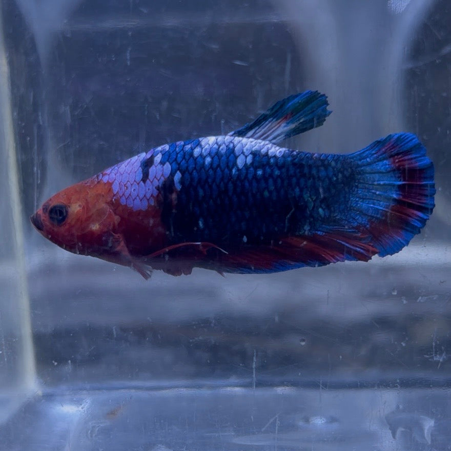 Red Hellboy Male Betta 3.5cm (D)
