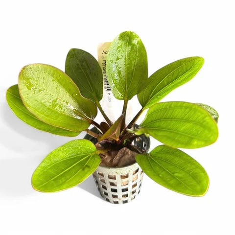 Echinodorus radican 'Big Bear'